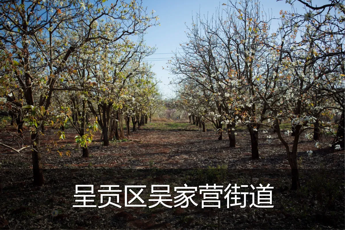 呈贡区吴家营街道