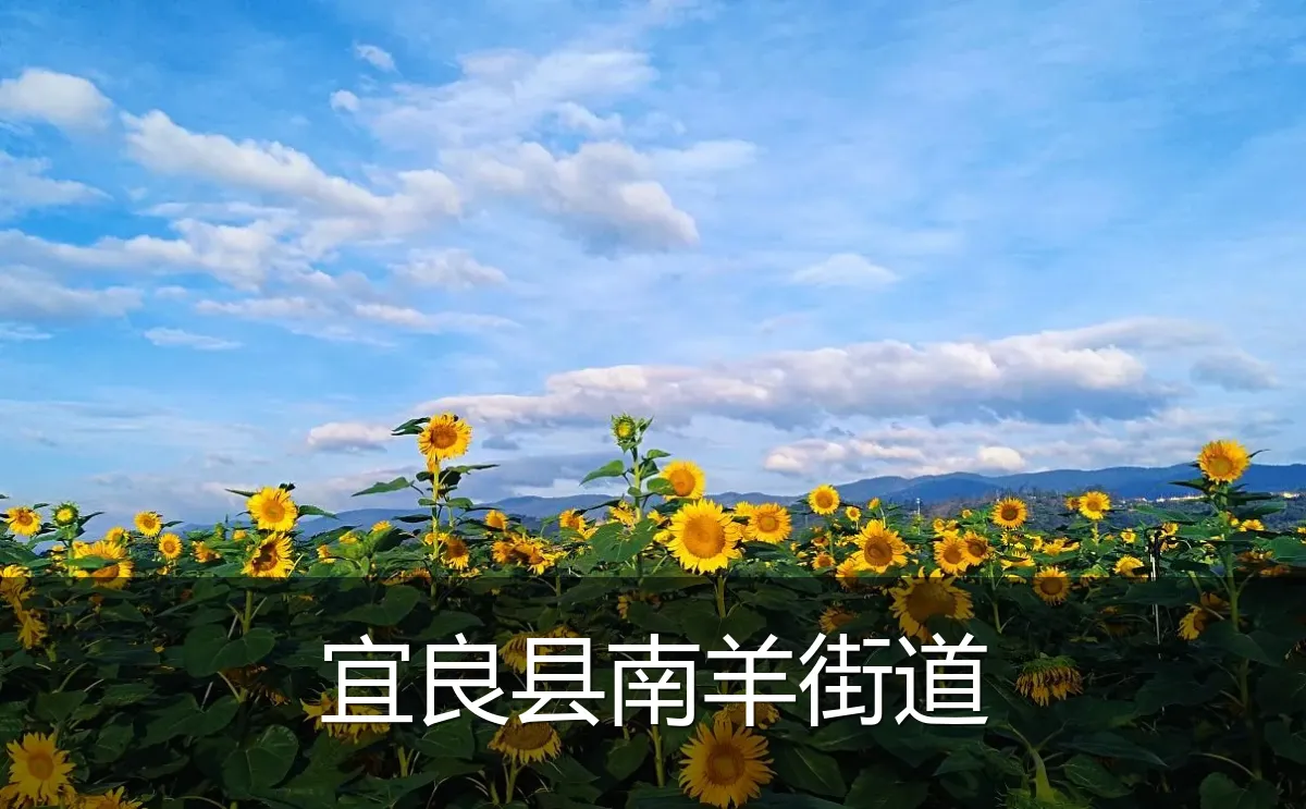 宜良县南羊街道